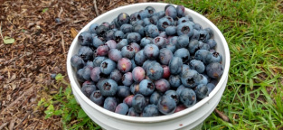 フルーツピッキング